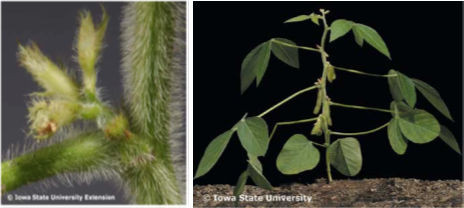 Figure 1. Left - Soybean plant during beginning pod (R3) growth stage. Right - Soybean pods during the full pod (R4) growth stage. Photos used with permission from Iowa State University Extension and Outreach from the publication Soybean Growth and Development, PM 1945. Original publication date: 2004.